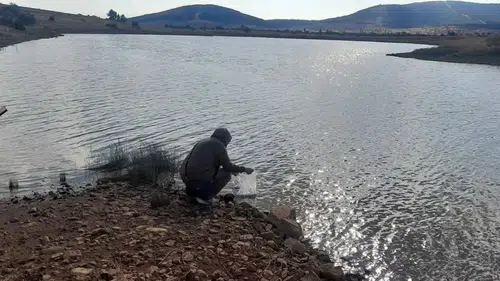 Konya'da balık popülasyonu güçleniyor: Göletler yavru sazanlarla buluştu!