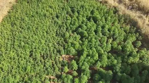217 bin 608 kök kenevir ve skunk ele geçirildi