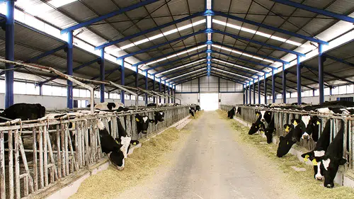 Konya’da üreticiye can suyu: Bugün hesaplara yatırılıyor!