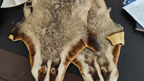 Sınır kapısında yakalandı: Ülkeye öyle bir şey sokmak istedi ki...