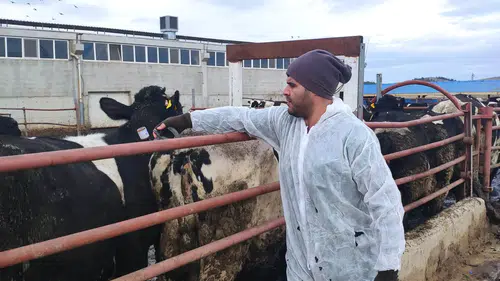 Konya'nın sürülerine kritik müdehale!