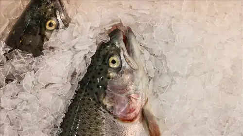 Türk somonu ihracatı 520 milyon doları aştı