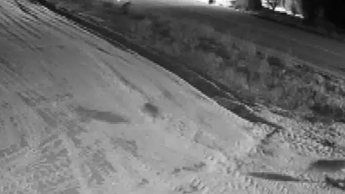 Ereğli'de kurt sürüsü görüntülendi