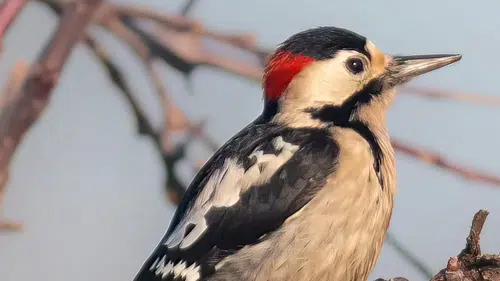 Nadir tür Alaca Ağaçkakan Konya'da görüntülendi!