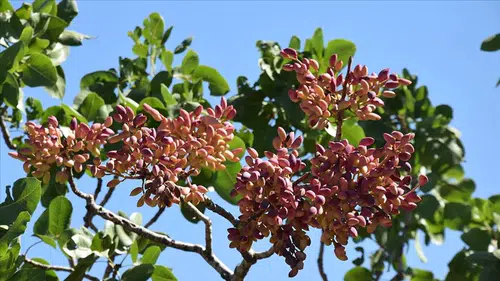 Konya antep fıstığı üretim üssü olacak: Kritik çalışma başladı!