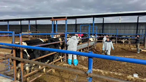 Konya'da hayvan sağlığı mercek altında!