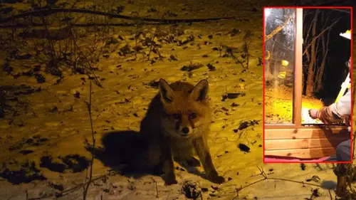 Yiyecek arayan tilkiyi, eliyle besledi