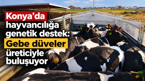 Konya’da hayvancılığa genetik destek: Gebe düveler üreticiyle buluşuyor