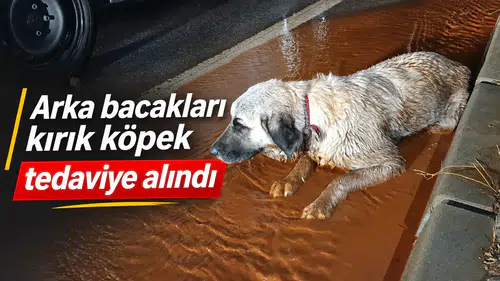 Arka bacakları kırık köpek tedaviye alındı