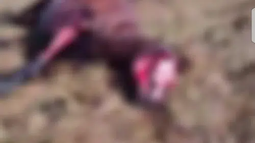 Konya'da ayı alarmı: Hayvanları telef etti!