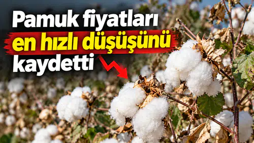 Pamuk fiyatları en hızlı düşüşünü kaydetti