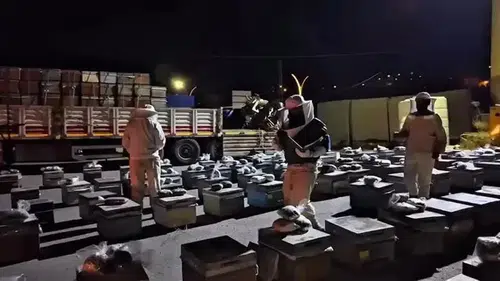 TIR'da arı kovanlarına gizlenmiş 91 kilo uyuşturucu ele geçirildi