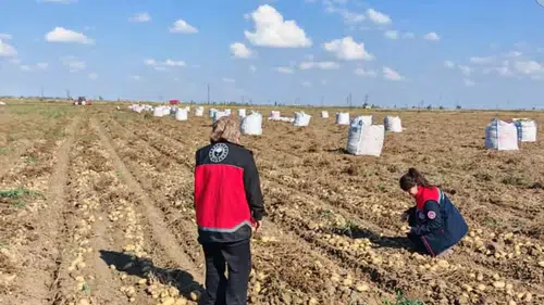 Konya'da bereket toprağın altından çıkıyor: Hasat başladı!
