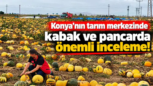 Konya’nın tarım merkezinde kabak ve pancarda önemli inceleme!