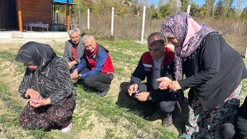 Konya’da safran üretiliyor: Üretici sorunları masaya yatırıldı!