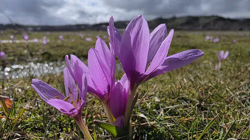 Baharın müjdecisi çiğdem çiçekleri açtı!