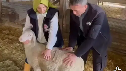 Konya’dan çıkan ıslah başarısı: Orta Anadolu Merinosu üretimde yeni dönem başlattı!