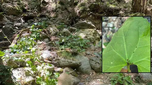 Yeni bir böcek türü keşfedildi