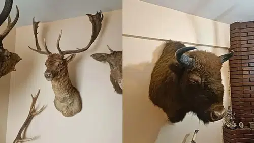 Tahnit ve trofelerden oluşan 40 parça ele geçirildi