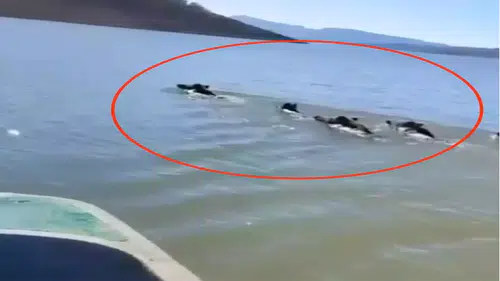 Domuz sürüsü baraj gölünde yüzerek karşıya geçti