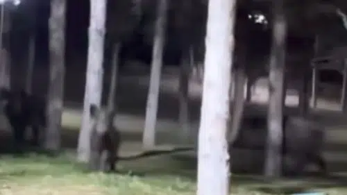 Konya'nın merkezinde yaban domuzu paniği: Yerleşim alanına indiler!