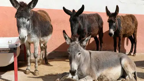 Türkiye'de son dönemde at ve eşek sayısında sert düşüş