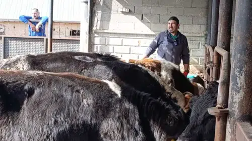 Konya merkezde 2026 ilkbahar şap aşılama programı başladı