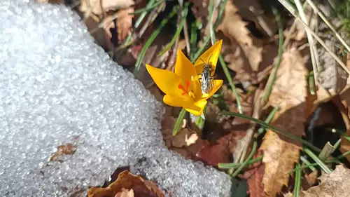 Konya'nın o ilçesinde bahar erken geldi: Çiğdemler göründü