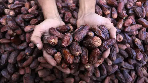 Hurma için 5 yılda yaklaşık 279 bin ton ithalat