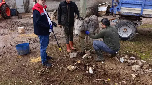 Selçuklu’da Afrika At Vebası alarmı: Ekipler sahaya indi