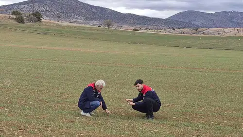 Konya'da yetiştirilen o üründe sevindiren haber geldi: Rekolte yüksek olacak!