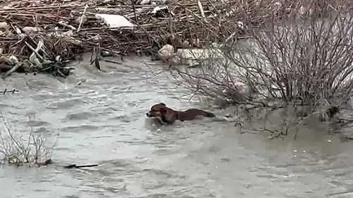 Köprüden nehre düşen sokak köpeği, yüzerek kıyıya ulaştı