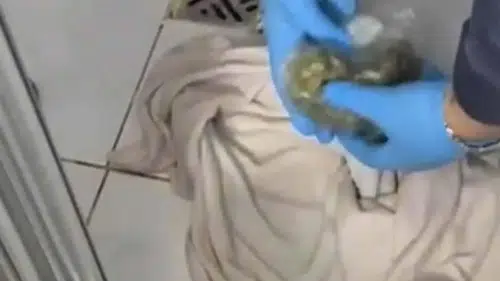 Uyuşturucu operasyonu: 1 tutuklama