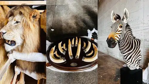 19 yaban hayvanı trofesi ele geçirildi