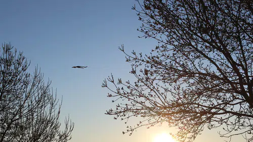 Konya'da bahar başladı: Leylekler yuvalarına döndü