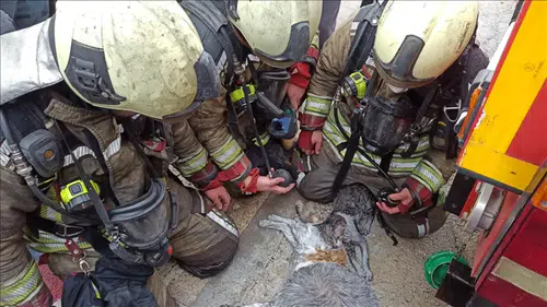 Yangından etkilenen kediler kalp masajı ve oksijenle hayata döndürüldü