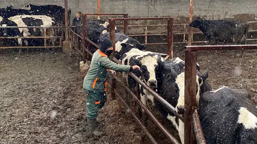 Konya'da şap alarmı: Ekipler sahaya indi!