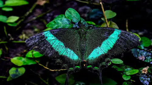 Konya Tropikal Kelebek Bahçesi, 10 bin kelebekle ziyaretçilerini ağırlıyor