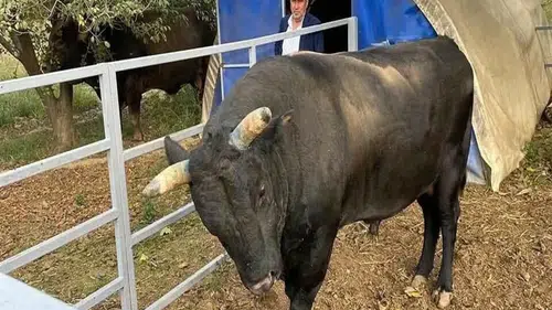 Boğa sahibini hastanelik etti
