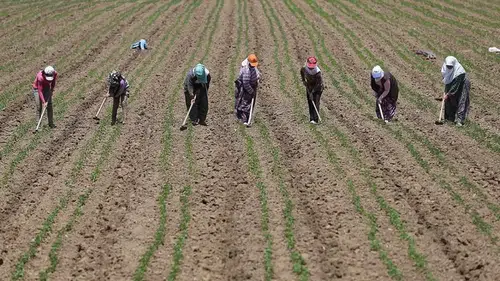 Tarım işçilerinin günlük ücreti arttı