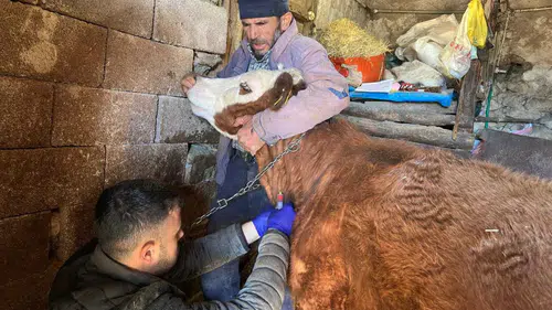 Konya'da büyükbaş hayvanlar için kritik tarama! Kan numuneleri alındı
