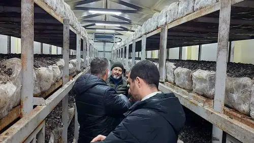 Konya'da mantar üreticisine yakın takip!