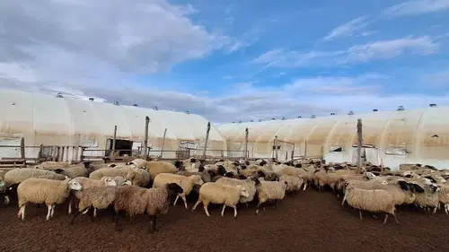 Konya’da küçükbaş hayvancılık güçleniyor