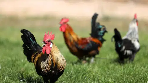 Denizli horozuna Konya imzası!