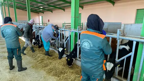 Konya’da şap ve brusella’ya geçit yok!