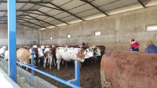 Konya'da Ari işletmelere sıkı sağlık denetimi!