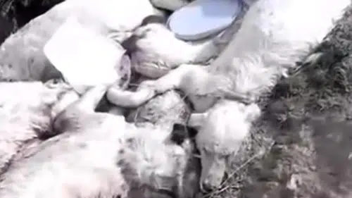 Konya'daki ölü köpek fotoğrafları gündem oldu: Başkandan açıklama geldi!