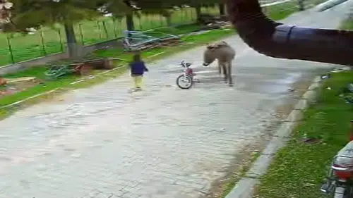 Evinin önünde oynayan çocuğa eşek saldırdı