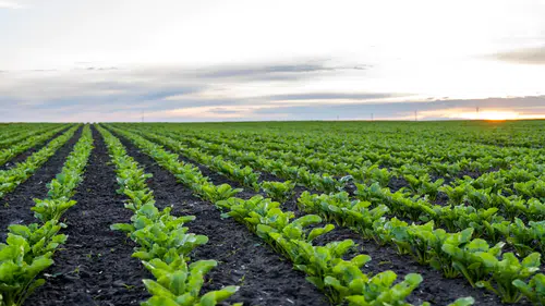 Erkoyuncu, Konya Ovası’nın aldığı yağışı değerlendirdi