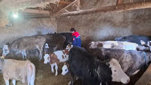 Konya ilçelerinde şap ve brusella ile yoğun mücadele!